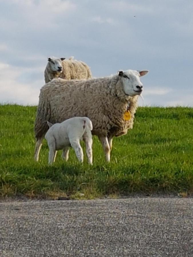 Ee"Het Steechje" In Ie Bij Schiermonnikoog En Ameland公寓 外观 照片